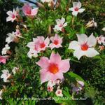 Mandevilla 'SUNDAVILLE Cream Pink' - 