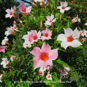 Mandevilla 'SUNDAVILLE Cream Pink'