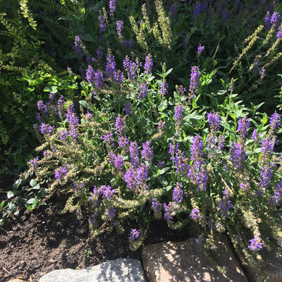 Veronicastrum virginicum 'Cupid'