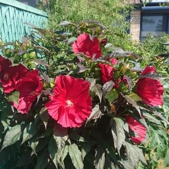 Hibiscus moscheutos SUMMERIFIC 'Midnight Marvel'