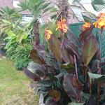 Canna x generalis 'Wyoming' - 