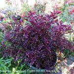 Plectranthus scutellarioides UNDER THE SEA 'Bone fish' - 