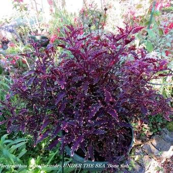 Plectranthus scutellarioides UNDER THE SEA 'Bone fish'