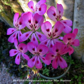 Pelargonium echinatum 'Miss Stapleton'