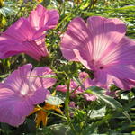 Lavatera trimestris - 