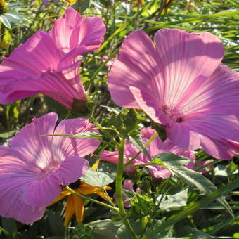 Lavatera trimestris