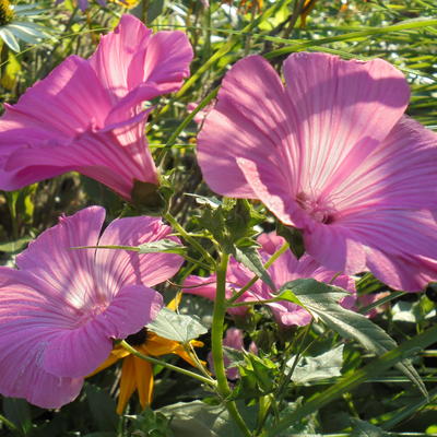 Lavatera trimestris - 