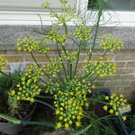 Foeniculum vulgare var. azoricum 'Fino' - 