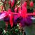 Fuchsia 'Maori Maid'