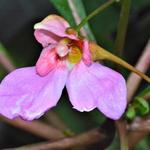 Impatiens flanaganae - 