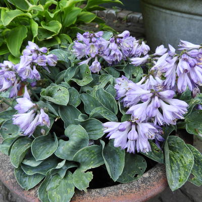 Hosta 'Blue Mouse Ears'