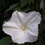 Ipomoea alba - 