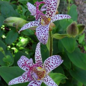 Tricyrtis formosana