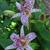 Tricyrtis formosana