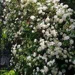 Spiraea nipponica 'Snowmound' - 