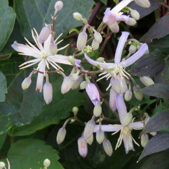 Clematis x  Jouiniana 'Praecox'