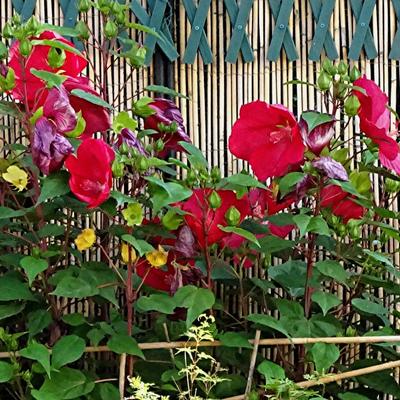 Hibiscus moscheutos 'EXTREME Magenta' - 