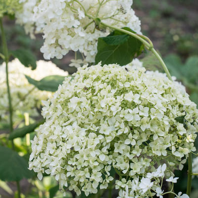 Hydrangea arborescens 'Annabelle' - Hydrangea arborescens 'Annabelle'