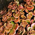 Sedum tetractinum 'Coral Reef' - 