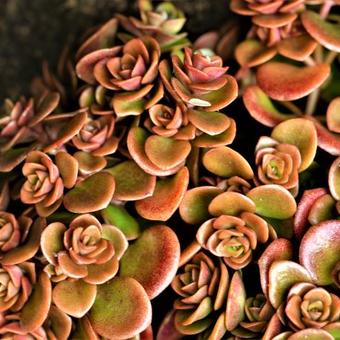 Sedum tetractinum 'Coral Reef'