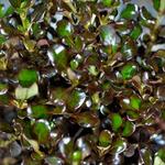 Coprosma 'Zoë' - 