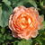 Rosa 'Lady of Shalott'