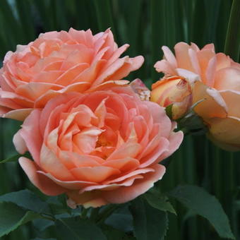 Rosa 'Lady of Shalott'