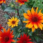 Heliopsis helianthoides var. scabra 'Bleeding Hearts' - 