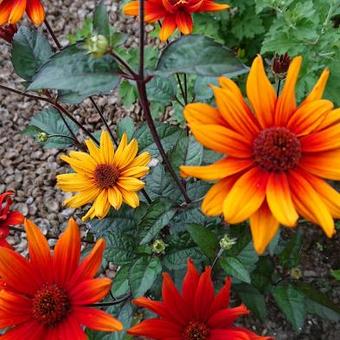 Heliopsis helianthoides var. scabra 'Bleeding Hearts'