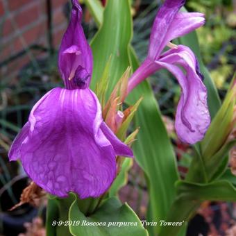 Roscoea purpurea 'Twin Towers'