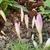 Colchicum autumnale