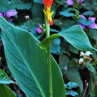 Canna brasiliensis