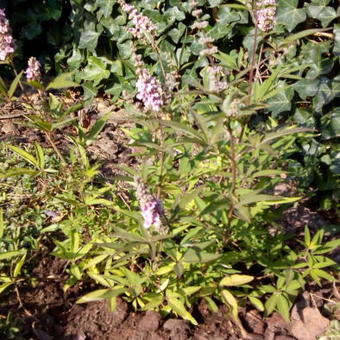 Vitex agnus-castus 'Pink Pinnacle'