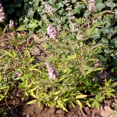 Vitex agnus-castus 'Pink Pinnacle'