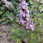 Vitex agnus-castus 'Pink Pinnacle' - 