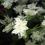 Euphorbia marginata - 