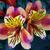 Alstroemeria 'Indian Summer'