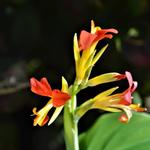 Canna brasiliensis - Canna brasiliensis - Canna indica