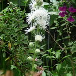 Liatris scariosa 'Alba' - Liatris scariosa 'Alba'