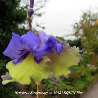 Streptocarpus 'HARLEQUIN Blue'