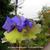 Streptocarpus 'HARLEQUIN Blue'