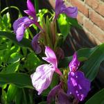 Roscoea purpurea 'Twin Towers' - 