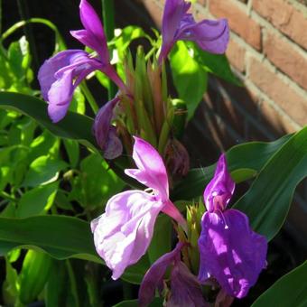 Roscoea purpurea 'Twin Towers'