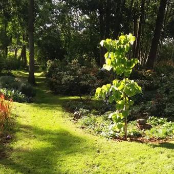 Cercis canadensis 'The Rising Sun'