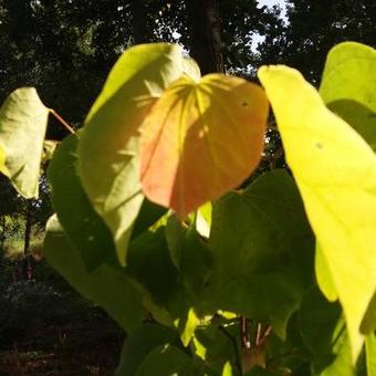 Cercis canadensis 'The Rising Sun'