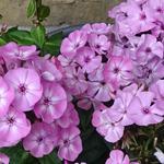 Phlox paniculata 'FAMOUS Pink' - 