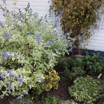 Caryopteris x clandonensis 'White Surprise'