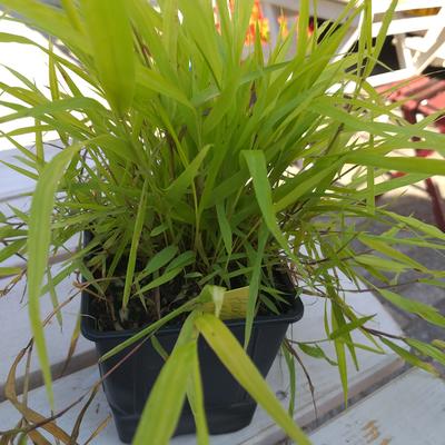 Hakonechloa macra 'All Gold' - Hakonechloa macra 'All Gold'