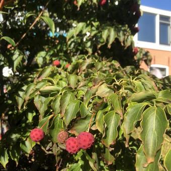 Cornus kousa var. chinensis