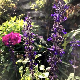 Salvia 'Mystic Spires Blue'